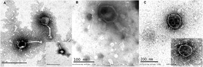 Therapeutic Characterization and Efficacy of Bacteriophage Cocktails Infecting Escherichia coli, Klebsiella pneumoniae, and Enterobacter Species